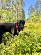 Bild zu liebevolle Dauerpflege fr Labrador